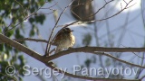 Video of Redwing - Redwing in the winter forest